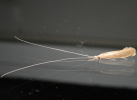long-horned caddisfly